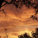 Gum trees silhouetted against an orange sunset sky, Mihan Aromatics Series Three campaign