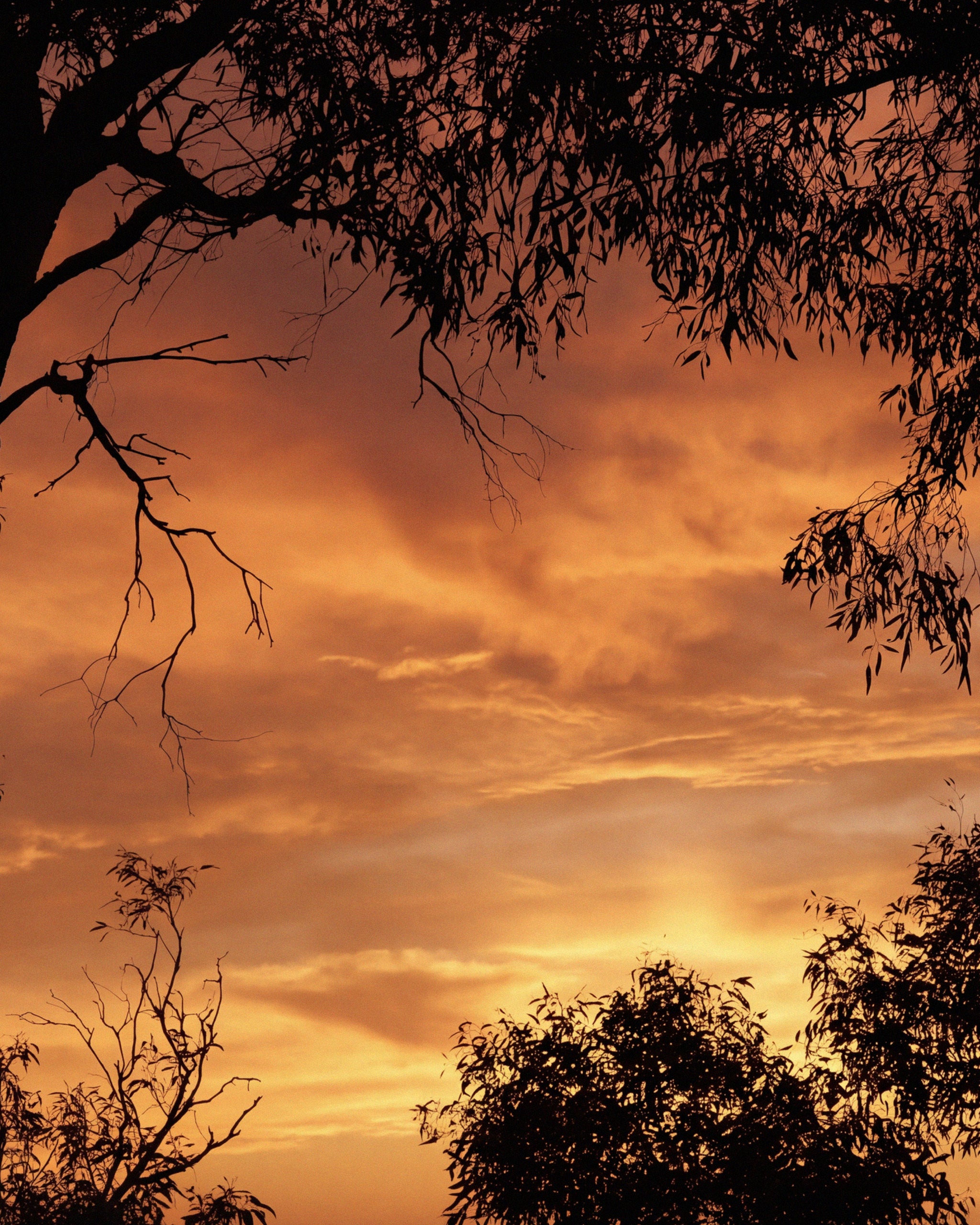 Gum trees silhouetted against an orange sunset sky, Mihan Aromatics Series Three campaign