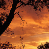 Gum trees silhouetted against an orange sunset sky, the mood behind Mihan Aromatics Eucalyptus Bloom parfum
