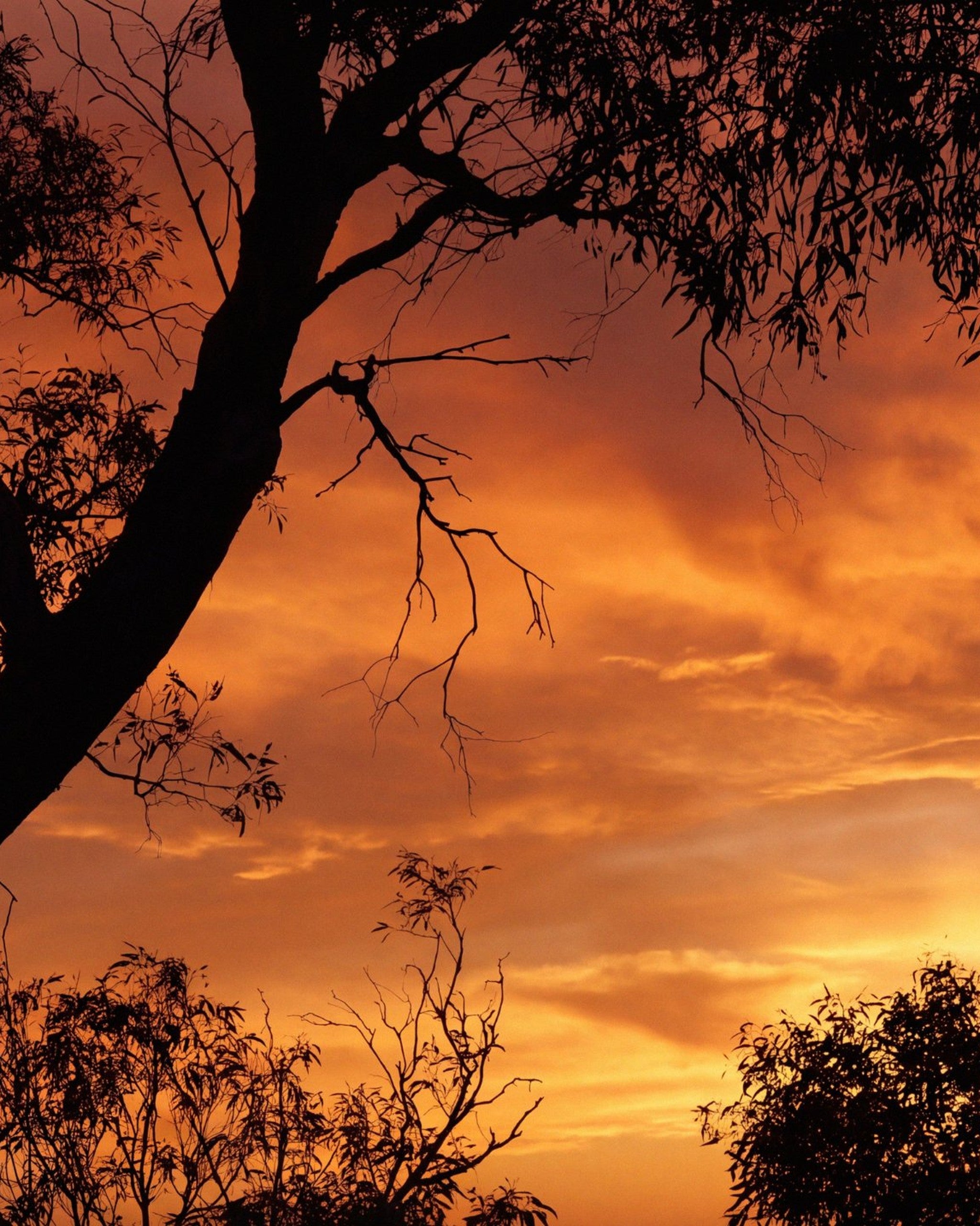 Gum trees silhouetted against an orange sunset sky, the mood behind Mihan Aromatics Eucalyptus Bloom parfum