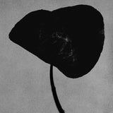 Dark leaf silhouette against a grey stone wall, Mihan Aromatics Guilty Story parfum campaign