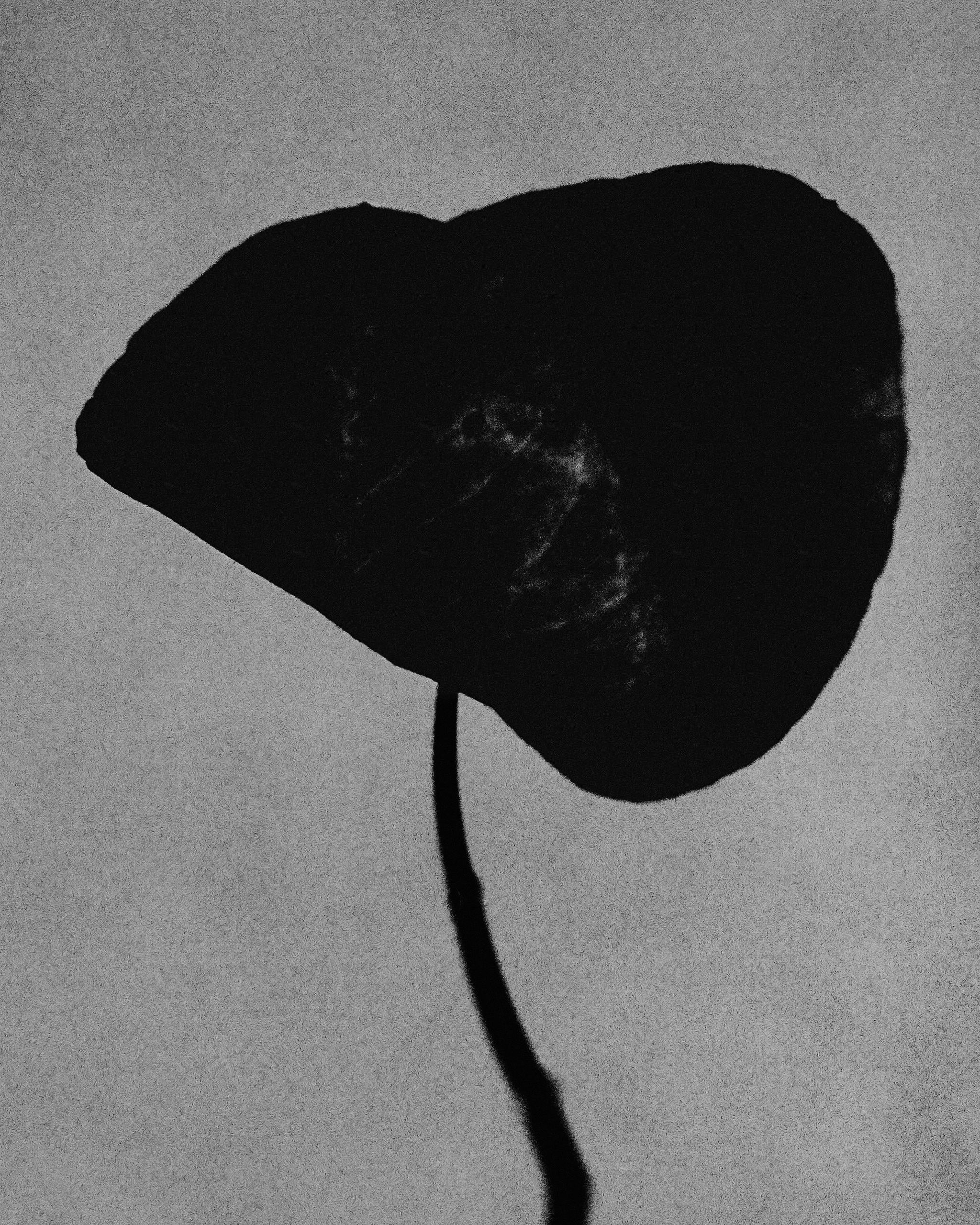 Dark leaf silhouette against a grey stone wall, Mihan Aromatics Guilty Story parfum campaign