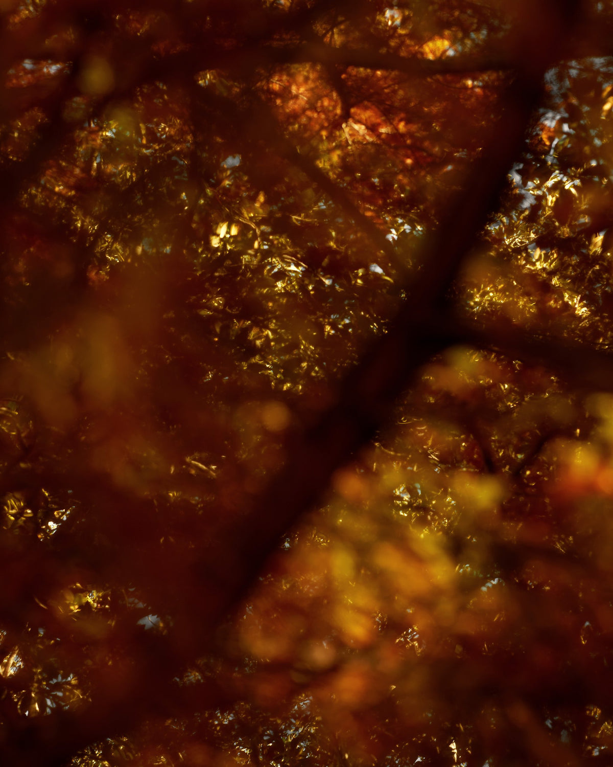 Autumn leaves lit gold by late afternoon sun, the mood behind Mihan Aromatics Mikado Bark parfum