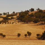 Dry golden plains dotted with trees in rural Australia, the landscape behind Mihan Aromatics Petrichor Plains parfum