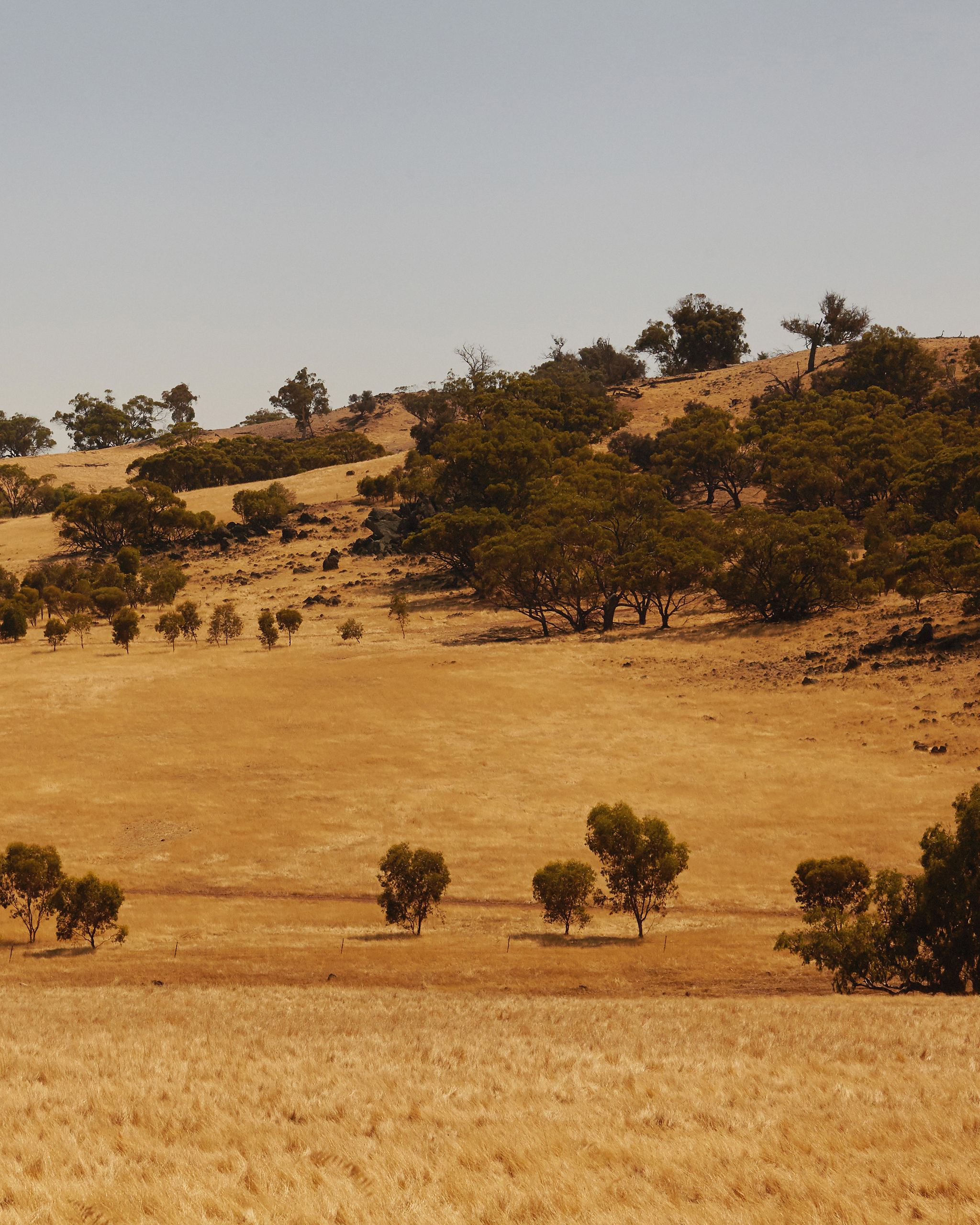 Dry golden plains dotted with trees in rural Australia, the landscape behind Mihan Aromatics Petrichor Plains parfum