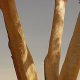Pale gum tree trunks against a dusk sky, Mihan Aromatics Petrichor Plains parfum campaign