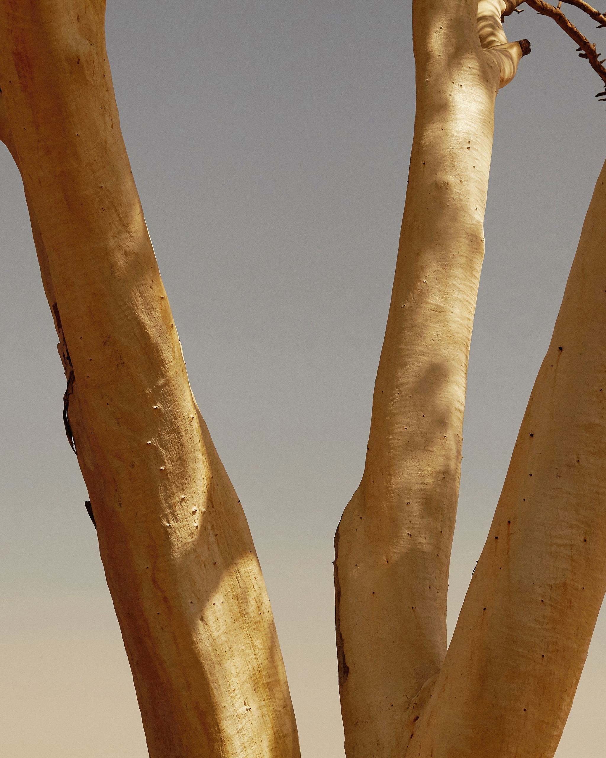 Pale gum tree trunks against a dusk sky, Mihan Aromatics Petrichor Plains parfum campaign