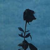 Dark rose silhouette against a blue backdrop, Mihan Aromatics Sinful Rose parfum campaign