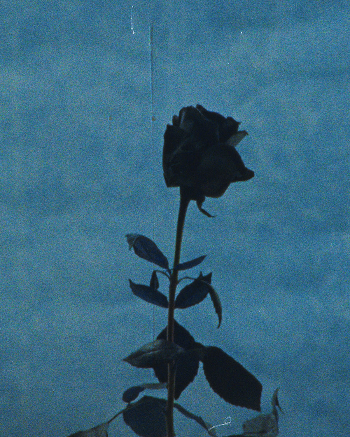 Dark rose silhouette against a blue backdrop, Mihan Aromatics Sinful Rose parfum campaign